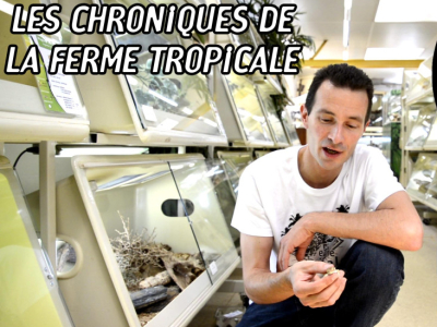 [Vidéo] Les chroniques de La Ferme Tropicale – Ép. 4 - Le gecko casqué, Tarentol