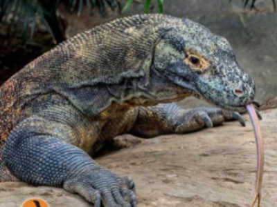 Changement de statut pour le Dragon de Komodo
