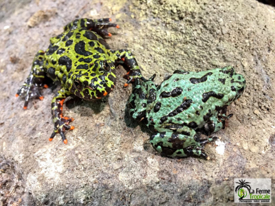 [Sur le vif] La coloration de Bombina orientalis en captivité