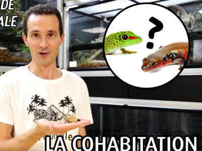 [Vidéo] Les chroniques de La Ferme Tropicale – Ép. 5 – La cohabitation