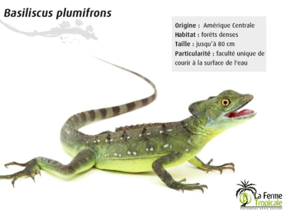 [Présentation d'espèce] Basiliscus plumifrons