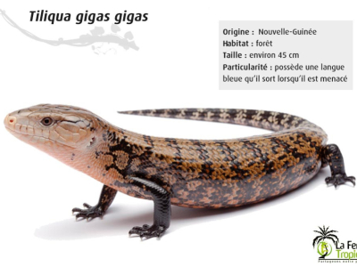 [Présentation d'espèce] Tiliqua gigas gigas