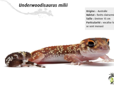 [Présentation d'espèce] Underwoodisaurus milii