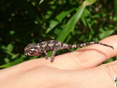 [Sur le vif] Trioceros jacksonii xantholophus juvéniles NC